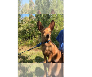 Mutt Dogs for adoption in Candler, NC, USA