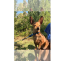 Itzel - Female Mutt Dog for Adoption - Small photo
