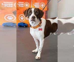 French Bulldog-Unknown Mix Dogs for adoption in Mundelein, IL, USA