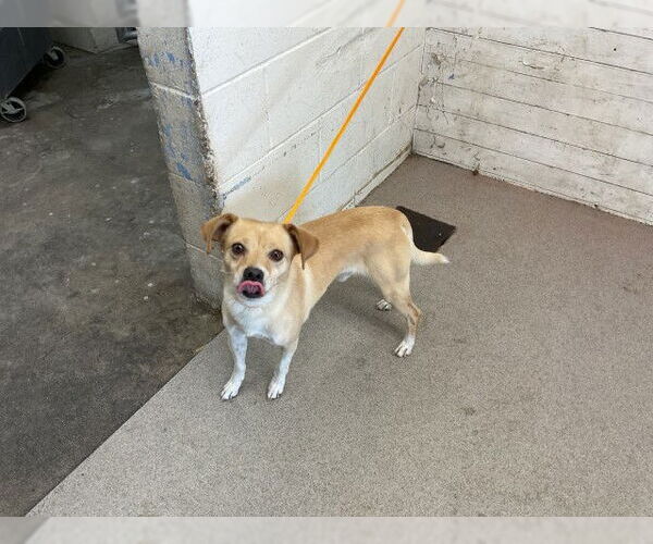 Medium Photo #1 Mutt Puppy For Sale in San Bernardino, CA, USA