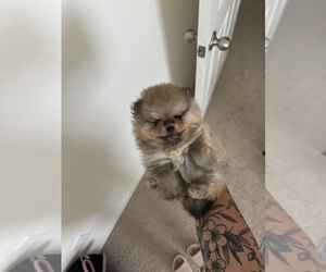 Pomeranian Puppy for sale in ROCKLEDGE, FL, USA