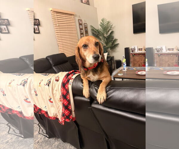 Medium Photo #6 Beagle Puppy For Sale in Tampa, FL, USA