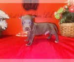 Puppy Puppy 2 American Pit Bull Terrier