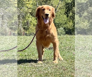 Mother of the Golden Retriever puppies born on 07/05/2026