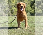 Small Photo #1 Golden Retriever Puppy For Sale in NEOLA, WV, USA