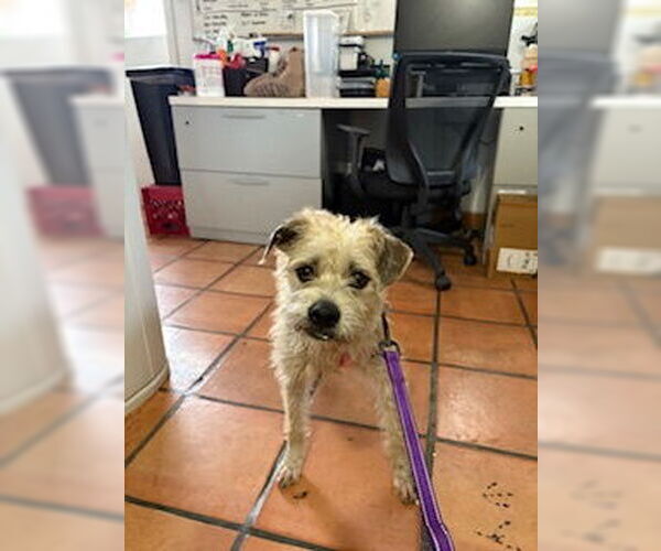 Medium Photo #9 Border Terrier-Unknown Mix Puppy For Sale in San Diego, CA, USA