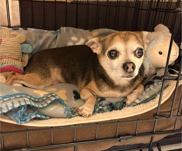 Medium Photo #12 Chihuahua-Unknown Mix Puppy For Sale in Boonton, NJ, USA