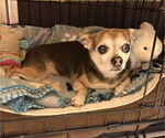 Small #11 Chihuahua Mix