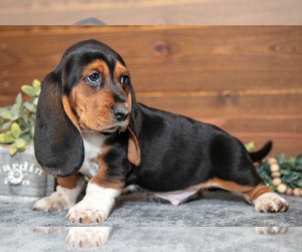 Medium Photo #3 Basset Hound Puppy For Sale in WAKARUSA, IN, USA