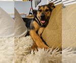 Small #6 Shepradors