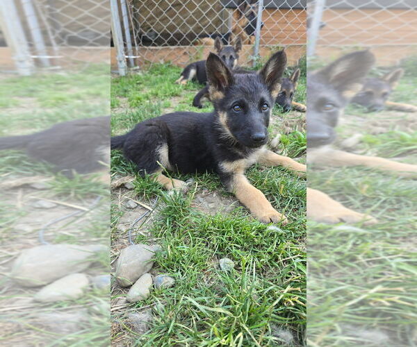 Medium Photo #11 German Shepherd Dog Puppy For Sale in MONROE, WA, USA