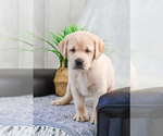Small Photo #1 Labrador Retriever Puppy For Sale in SYRACUSE, IN, USA