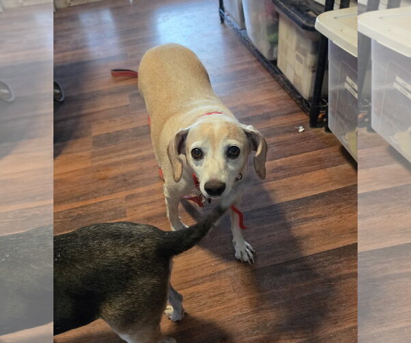 Medium Photo #3 Beagle Puppy For Sale in Las Vegas, NV, USA