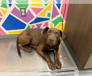 Labrador Retriever-Unknown Mix Dogs for adoption in Baytown, TX, USA