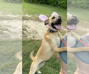 Ava - Female Black Mouth Cur-Unknown Mix Dog for Adoption - Photo #6