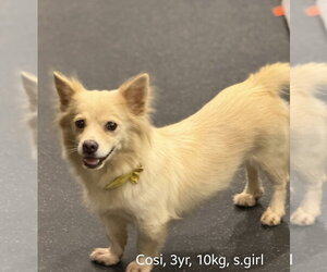 COSI - Female Unknown-pomeranian spitz Mix Dog for Adoption - Photo #2