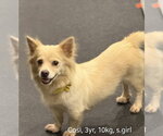 Small Photo #2 Unknown-pomeranian spitz Mix Puppy For Sale in Agoura Hills, CA, USA