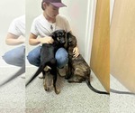 Small Photo #9 Labrador Retriever-Unknown Mix Puppy For Sale in Princeton, MN, USA