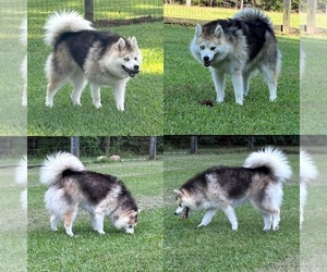 Mother of the Pomsky puppies born on 07/15/2026