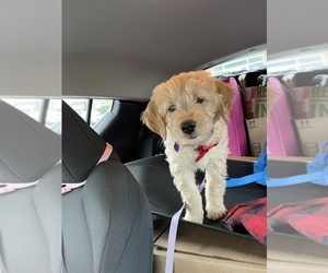 Goldendoodle (Miniature) Puppy for sale in AUSTIN, TX, USA