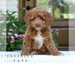 Small #1 Goldendoodle (Miniature)
