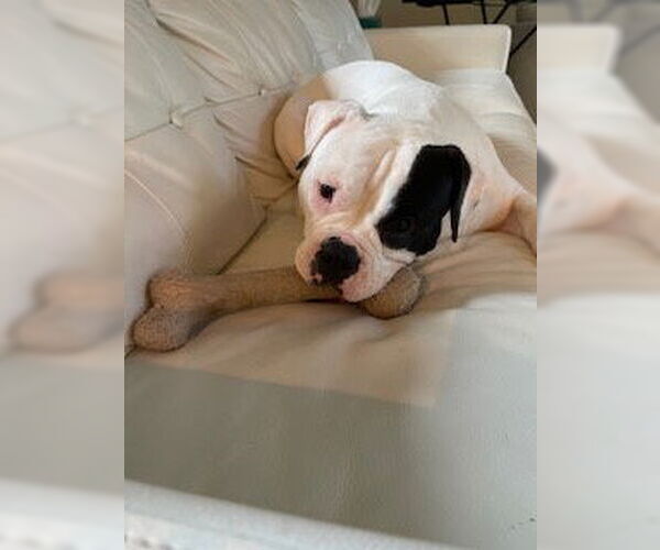 Medium Photo #7 American Bulldog Puppy For Sale in Atlanta, GA, USA