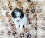 Small Photo #19 Poodle (Miniature) Puppy For Sale in DUNNVILLE, KY, USA