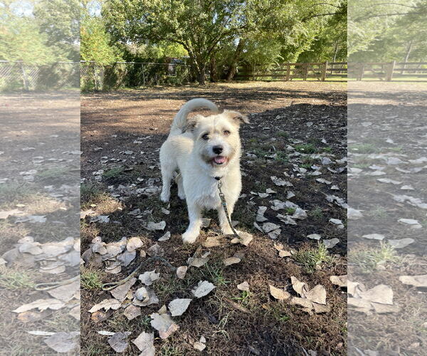 Medium Photo #1 Cairn Terrier-Unknown Mix Puppy For Sale in Techny, IL, USA