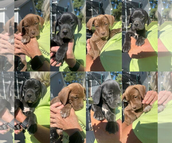Medium Photo #1 Mutt Puppy For Sale in Jackson Township, NJ, USA