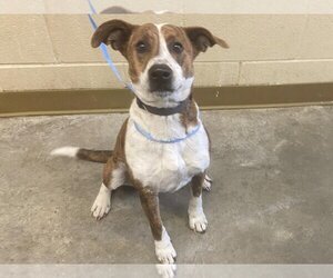 Beagle-Unknown Mix Dogs for adoption in Texas City, TX, USA