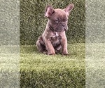 Small Photo #6 French Bulldog Puppy For Sale in FAYETTEVILLE, GA, USA