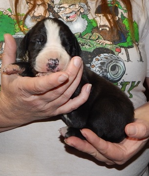 Medium Photo #8 Great Dane Puppy For Sale in SPRAGGS, PA, USA