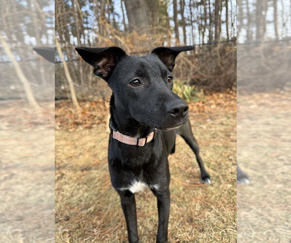 Medium Photo #13 Mountain Cur-Unknown Mix Puppy For Sale in Boston, MA, USA