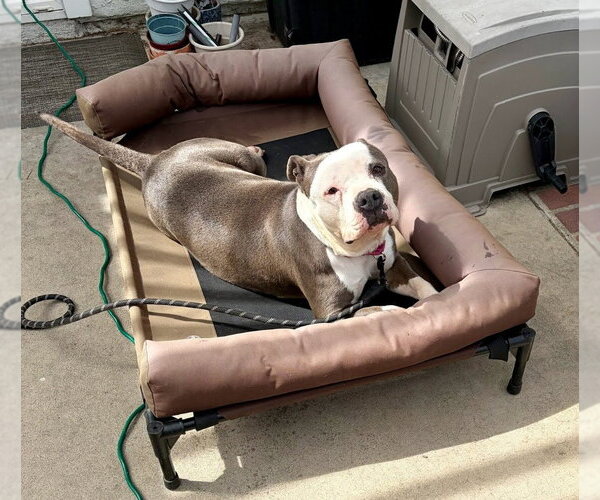 Medium Photo #11 American Staffordshire Terrier-Unknown Mix Puppy For Sale in Lake Forest, CA, USA