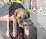 A663765 - Female - Mix Dog for Adoption - Small photo
