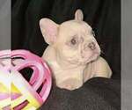 Small #4 French Bulldog