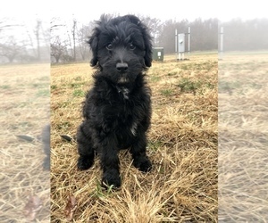 Aussiedoodle Puppy for sale in BLUE MOUND, IL, USA