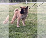 Small Chow Chow-German Shepherd Dog Mix