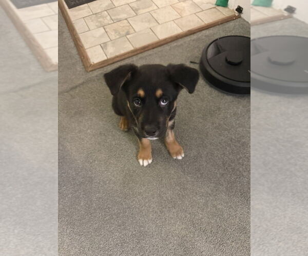 Medium Photo #3 Mutt Puppy For Sale in Springdale, PA, USA