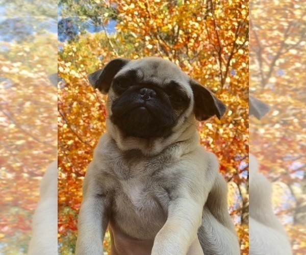 Medium Photo #9 Pug Puppy For Sale in NEW WINDSOR, NY, USA