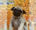 Small Photo #9 Pug Puppy For Sale in NEW WINDSOR, NY, USA
