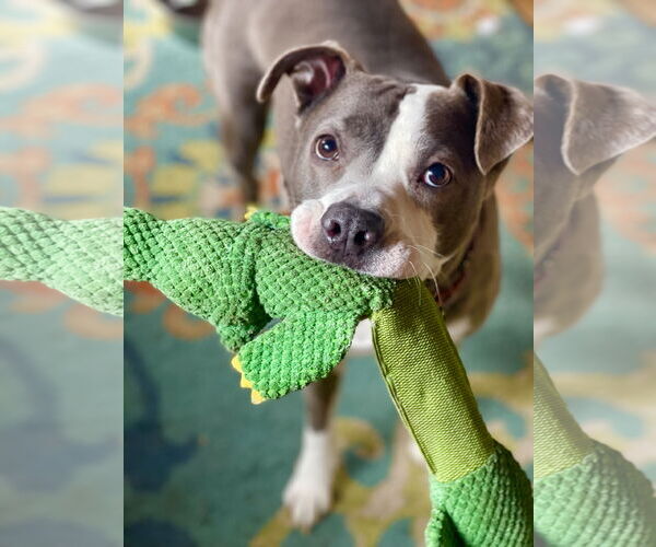 Medium Photo #7 Mutt Puppy For Sale in Mount Laurel, NJ, USA