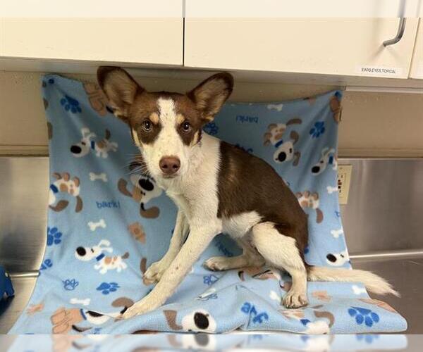 Medium Photo #1 Australian Kelpie-Unknown Mix Puppy For Sale in HESPERIA, CA, USA