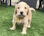 Small #10 Goldendoodle