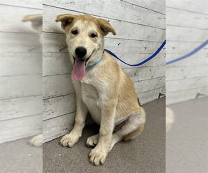 Gerberian Shepsky Dogs for adoption in San Bernardino, CA, USA