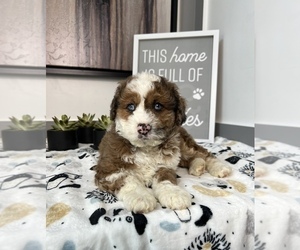 Miniature Bernedoodle Puppy for sale in FRANKLIN, IN, USA