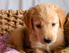 Small #10 Golden Retriever