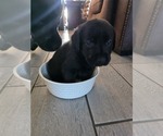 Small #2 Labrador Retriever
