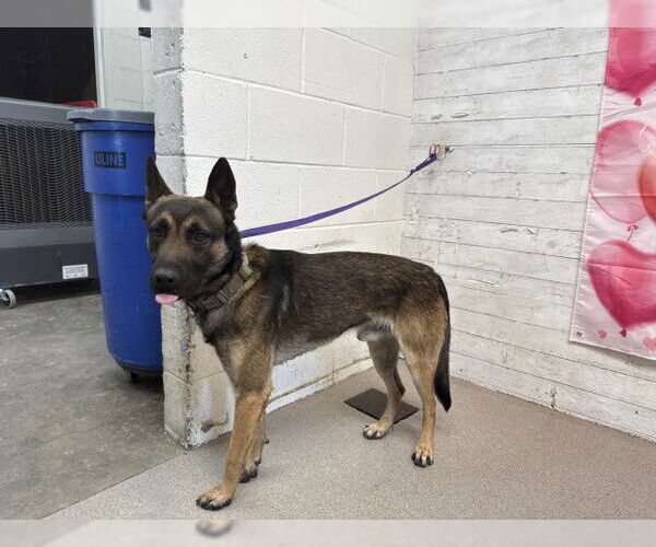 Medium Photo #1 Mutt Puppy For Sale in San Bernardino, CA, USA