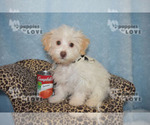Small Photo #4 Maltipoo Puppy For Sale in SANGER, TX, USA